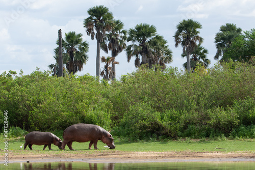 Hippos at a river in Tanzania