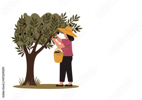 A woman harvests olives under a tree on Olive Day 2025. A charming illustration with a rustic feel, perfect for seasonal marketing and agricultural themes.