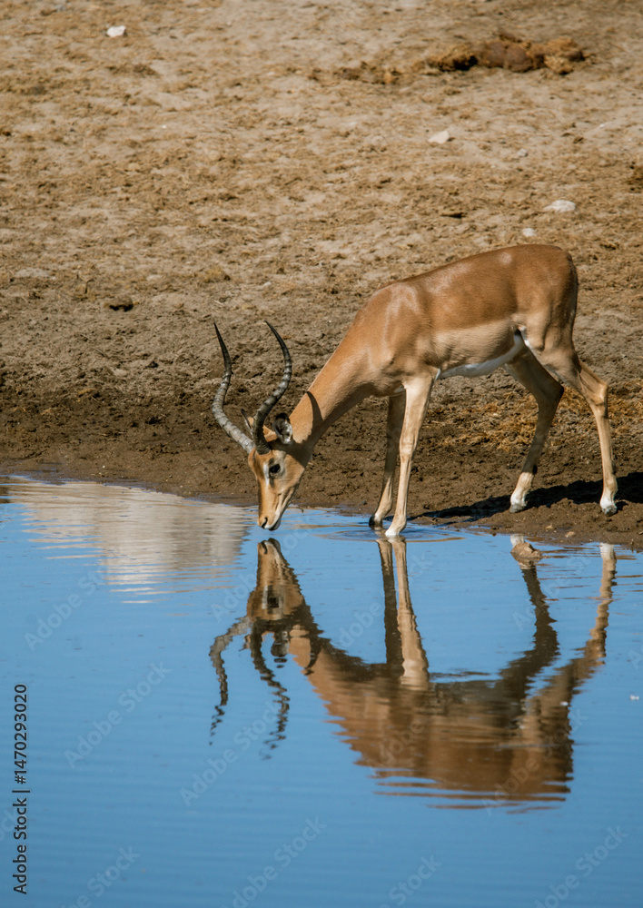 Impala Drinking Water Impala Drinking Water