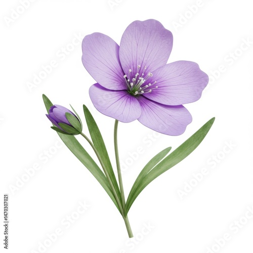Pale Purple Flower Blossom with Bud and Leaves