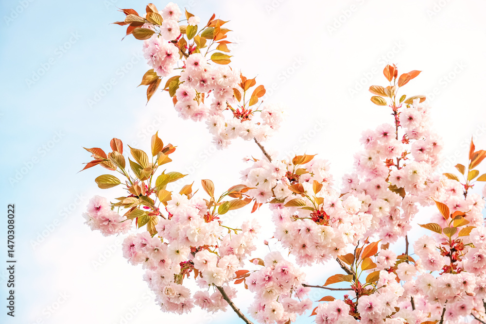 Sakura blossom branches bloom under a clear blue sky during springtime Sakura blossom branches bloom under a clear blue sky during springtime