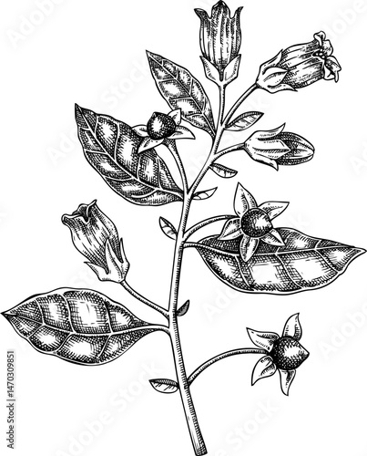 Deadly nightshade sketch. Poisonous plant drawing. Belladonna hand-drawn vector illustration. Witchcraft, herbal remedies, medicinal plants, apothecary.  NOT AI generated