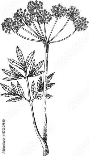 Water hemlock sketch. Poisonous plant drawing. Cicuta hand-drawn vector illustration. Witchcraft, herbal remedies, medicinal plants, apothecary.  NOT AI generated
