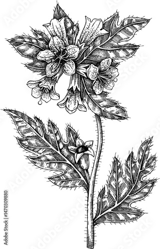 Black henbane sketch. Poisonous plant drawing. Stinking nightshade hand-drawn vector illustration. Witchcraft, herbal remedies, medicinal plants, apothecary.  NOT AI generated