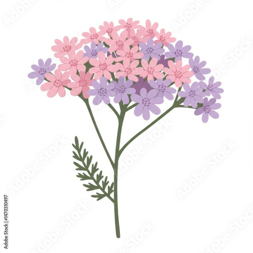 Pastel Pink and Purple Yarrow Flowers on White Background