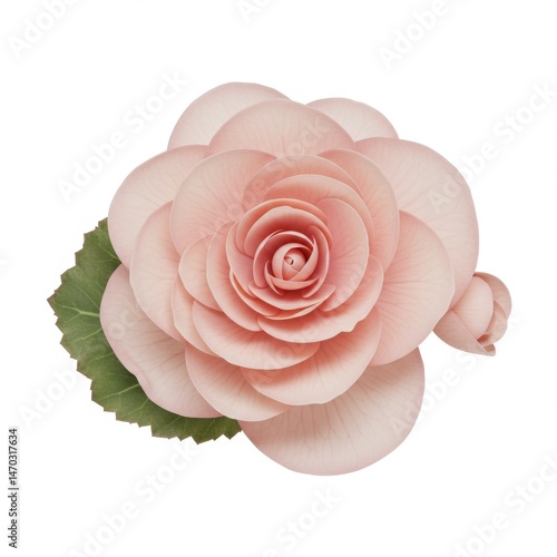 Pink Begonia Flower Close Up