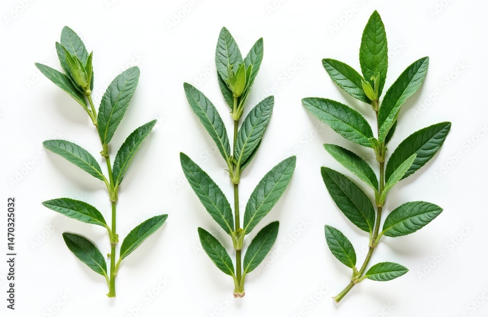 Fresh green sage herb branches isolated white background. Top view sprigs, leaves, culinary herbs, flavoring for food, medicine, salad. Nature ingredient, herbal, vegan, organic plants. Fresh green sage herb branches isolated white background. Top view sprigs, leaves, culinary herbs, flavoring for food, medicine, salad. Nature ingredient, herbal, vegan, organic plants.