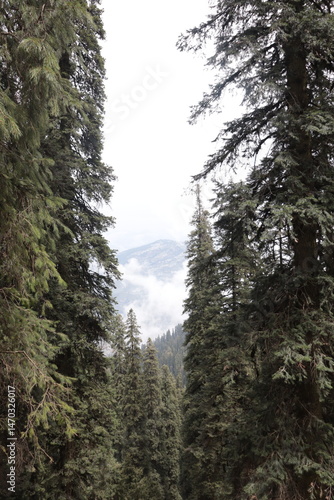 trees in the forest at the morning