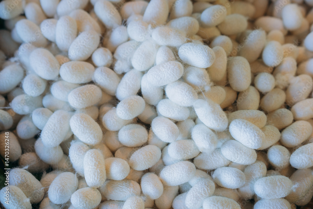 Close-Up of Silkworm Cocoons. The Natural Source of Luxurious Silk. Close-Up of Silkworm Cocoons. The Natural Source of Luxurious Silk.