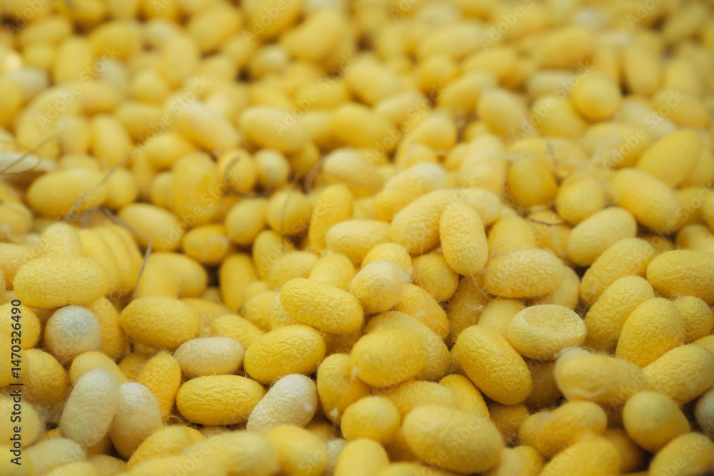 Close-Up of Silkworm Cocoons. The Natural Source of Luxurious Silk. Close-Up of Silkworm Cocoons. The Natural Source of Luxurious Silk.