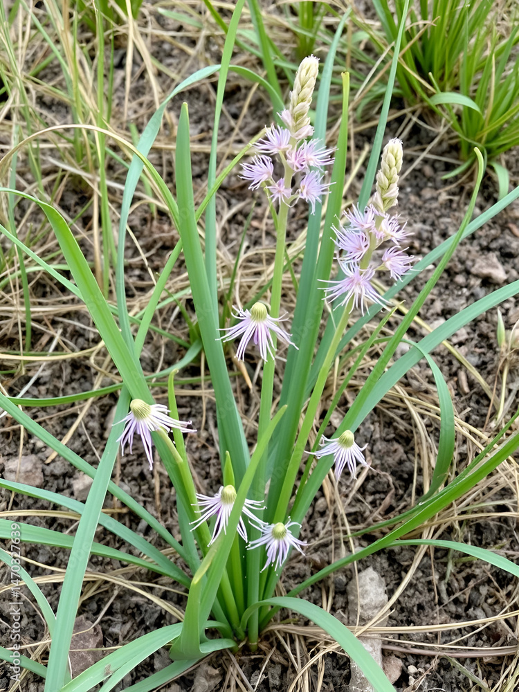 Obraz premium Broadleaf wild leek (Allium atroviolaceum) onions grow in the deposits (dry steppe, upland herbaceous meadow) of the northern Black Sea region and Crimea