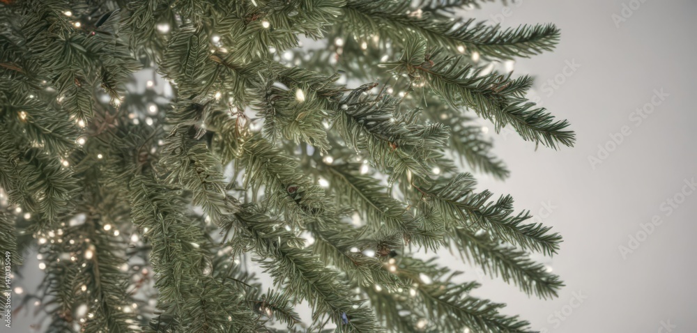 Frosty spruce branches draped with twinkling Christmas lights on a pristine white background , winter, decoration, garland Frosty spruce branches draped with twinkling Christmas lights on a pristine white background , winter, decoration, garland