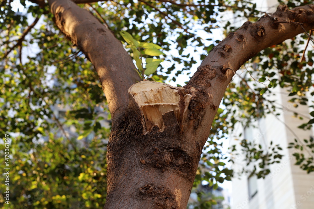 Fototapeta premium Tree pruning in a city park in Israel.