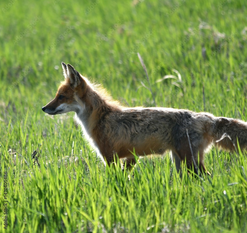 Fototapeta premium red fox in grass