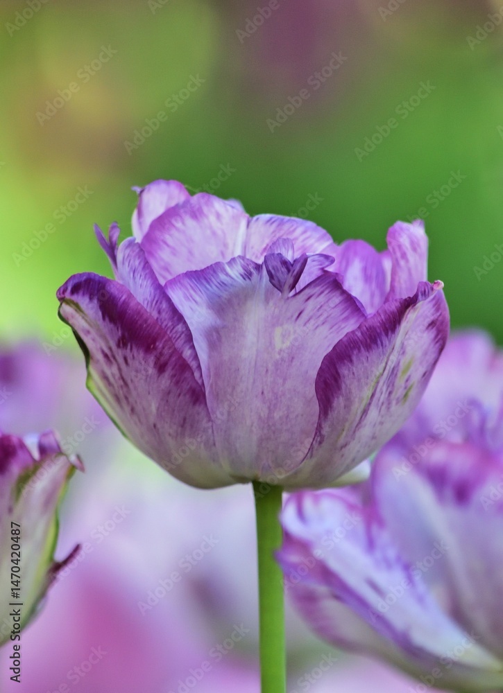 Naklejka premium Frühlingshintergund mit Tulpe, vertikal