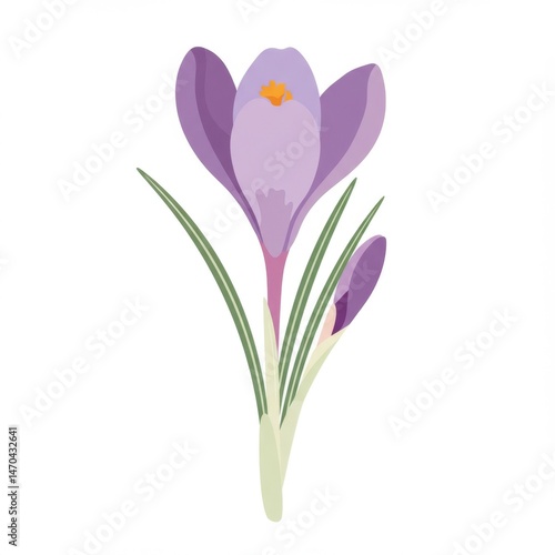 Purple Crocus Flower with Bud Close Up