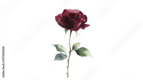 Flat watercolor illustration of a single red rose in full bloom, velvety crimson and burgundy petals, 