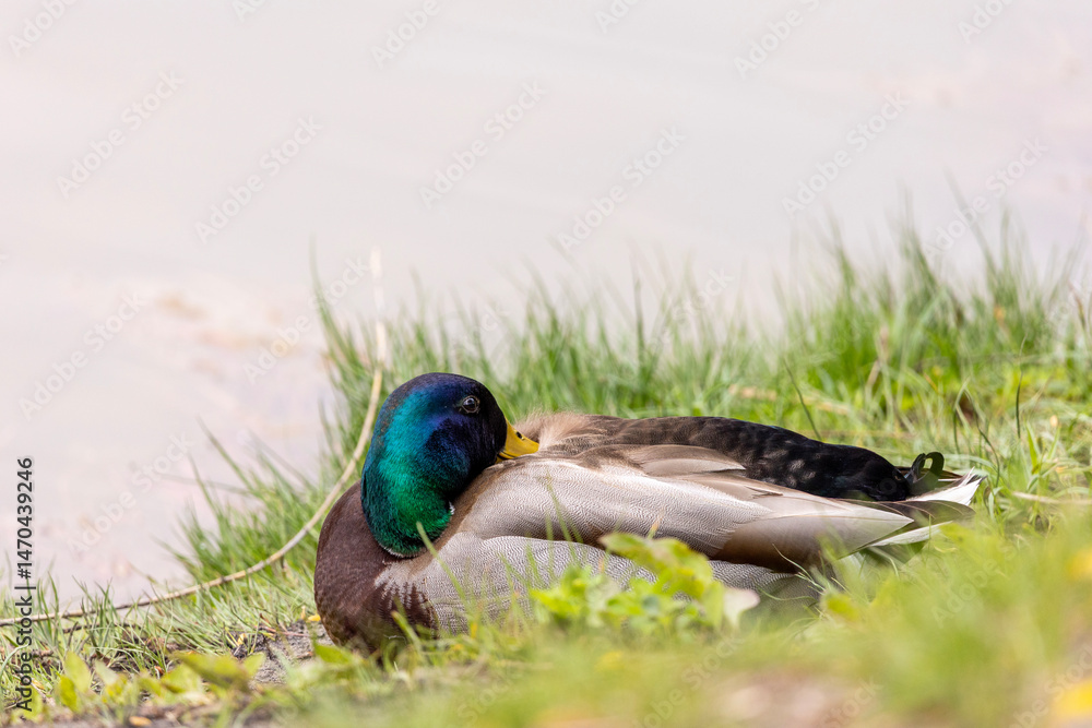Obraz premium A male mallard duck or wild duck (Anas platyrhynchos) resting on the grass. It has a green head, yellow beak, and brown and white feathers. The blurred background keeps the focus on the bird.