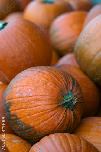 Pumpkin season