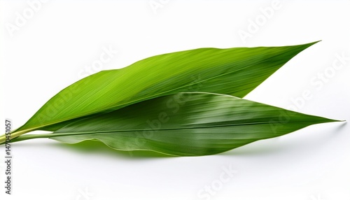 turmeric leaves isolated on white background