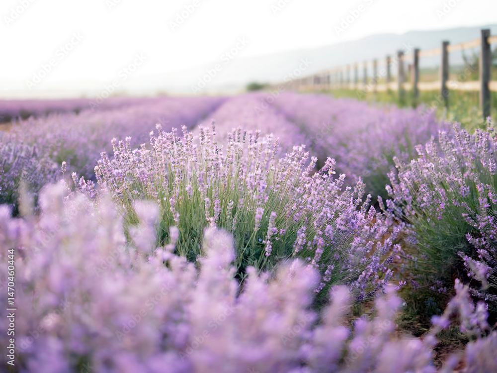 Obraz premium A Field of Lavender in Full Bloom