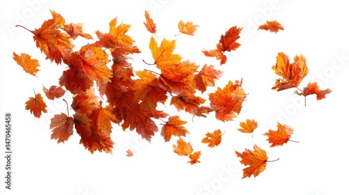 Autumn leaves falling down isolated on white background