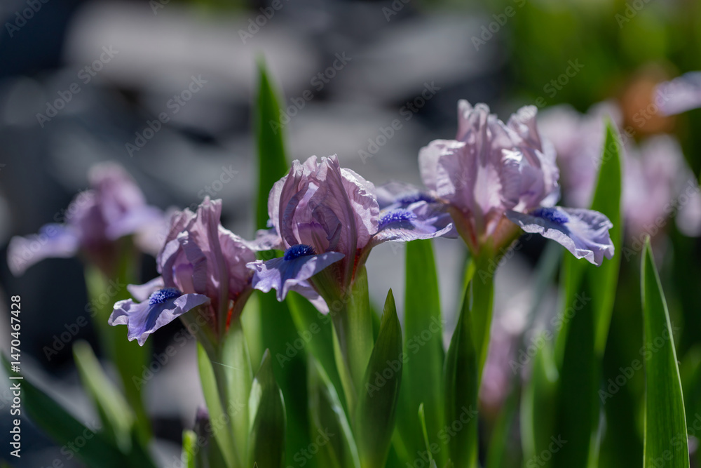 Delicate Purple Iris Flowers Swaying Gently Among Green Leaves