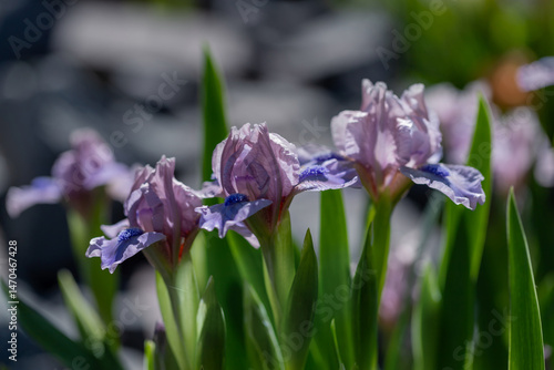 Obraz na płótnie Delicate Purple Iris Flowers Swaying Gently Among Green Leaves w salonie