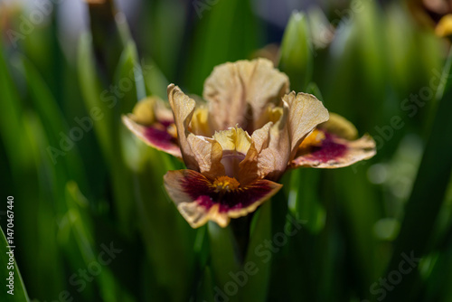 Close-Up of a Blooming Iris Flower with Colorful Petals in Spring