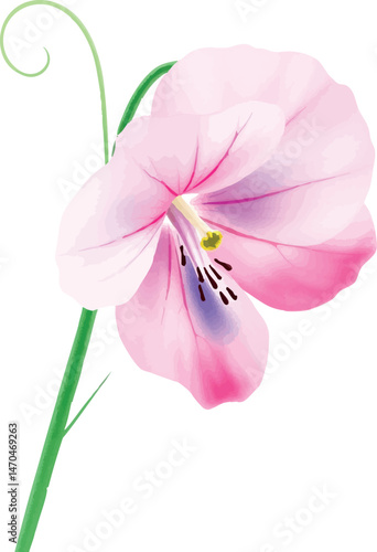 Sweet pea flower in watercolor. Isolated delicate floral illustration for spring and romantic themes.
