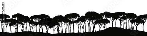 Seamless vector landscape with subtropic pine tree silhouettes.