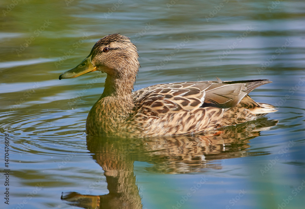 duck in the water duck in the water