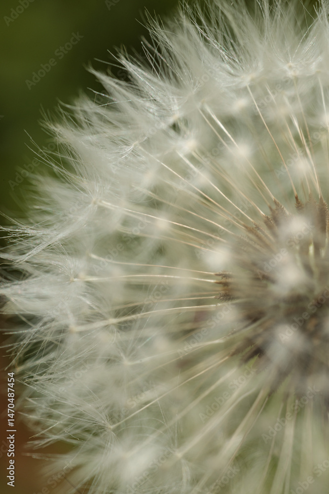 Obraz premium close up of dandelion