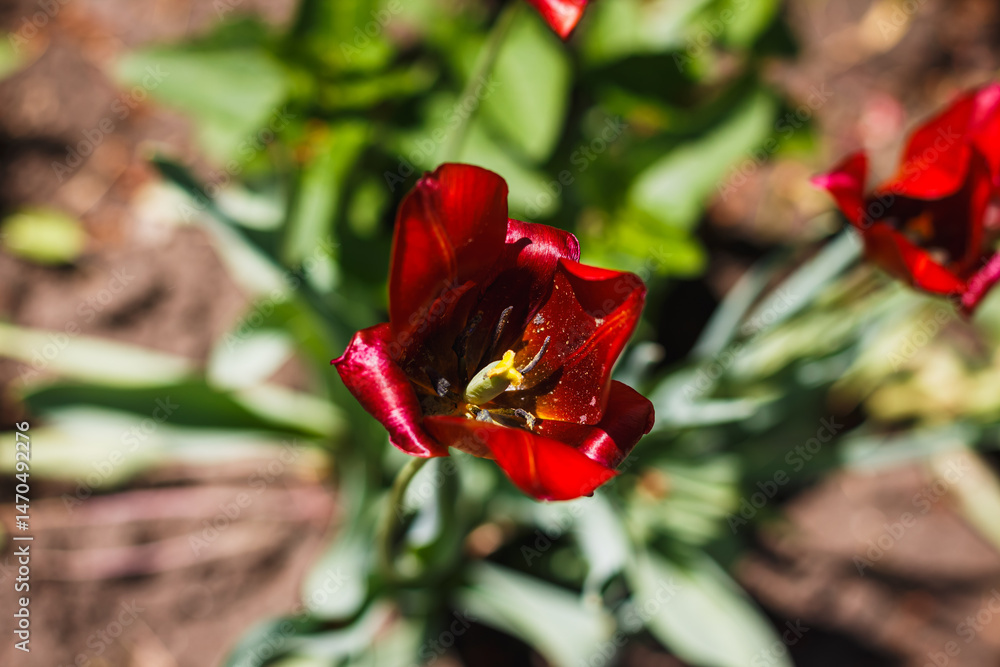 Fototapeta premium Red tulip in a flowerbed of Kharkiv yard in autumn