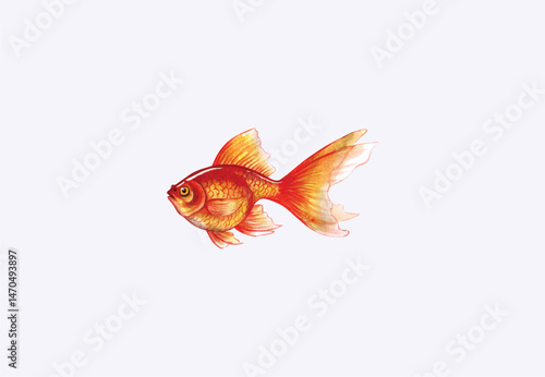 Watercolor freshwater carp vector illustration