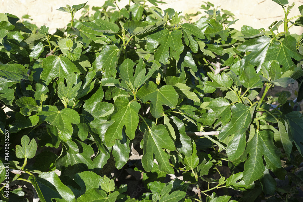 Close-up of lush green fig leaves in sunlight against a light wall background Close-up of lush green fig leaves in sunlight against a light wall background