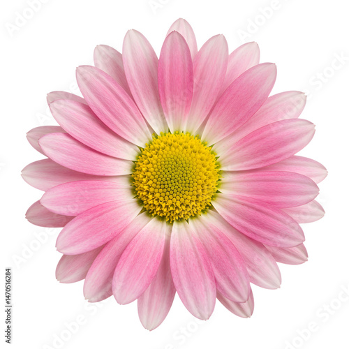 Pink daisy flower in full bloom with detailed petals