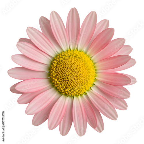 Pink daisy with yellow center on white background.
