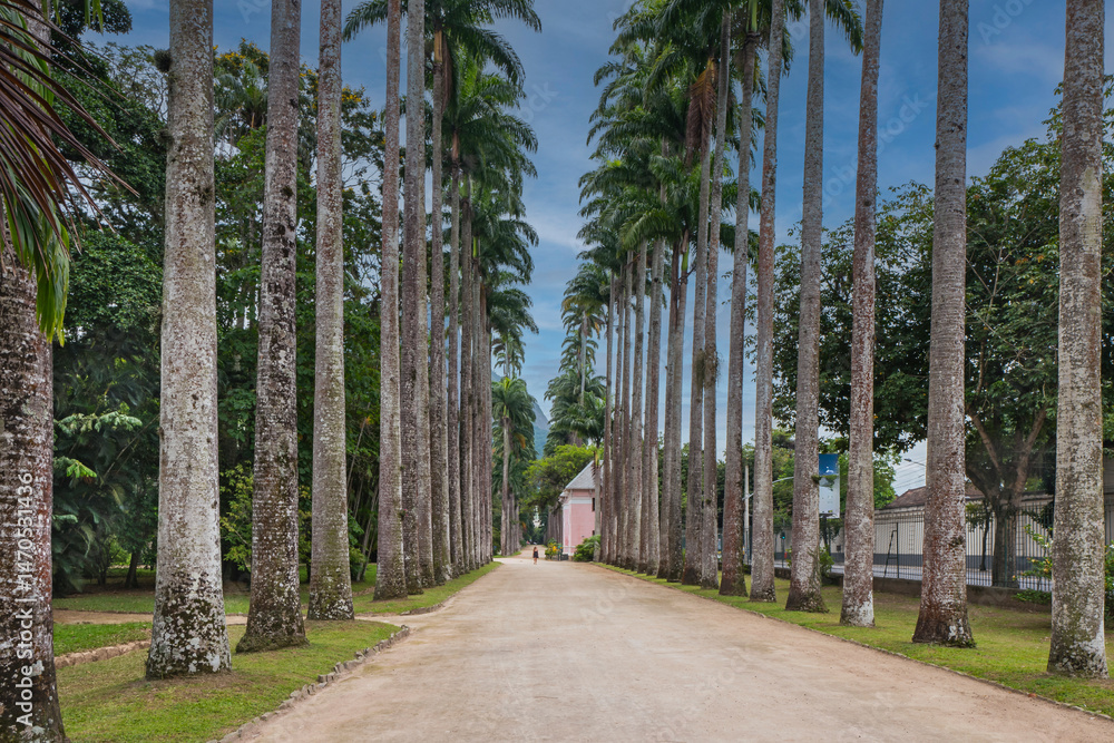 Φωτογραφία The Rio de Janeiro Botanical Garden, with diversity of Brazilian flora of 6500 species  distributed throughout an area of 54 hectares