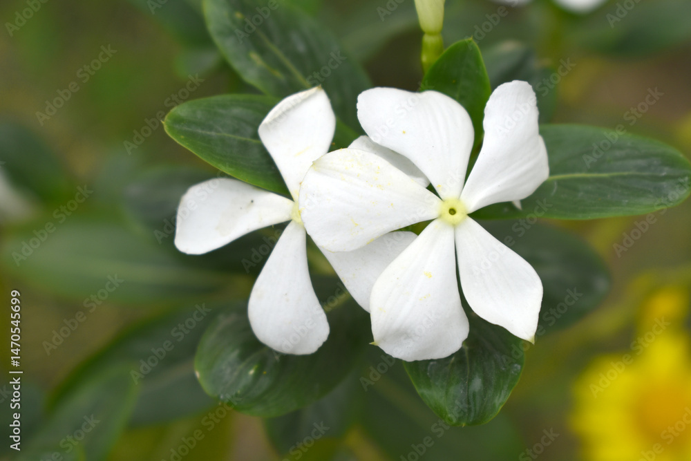 Obraz premium Close-up view of White madagascar periwinkle, The scientific name is Catharanthus roseus, White periwinkle flower closeup, Cape Periwinkle, Graveyard plant, Madagascar Periwinkle, Old Maid, closeup