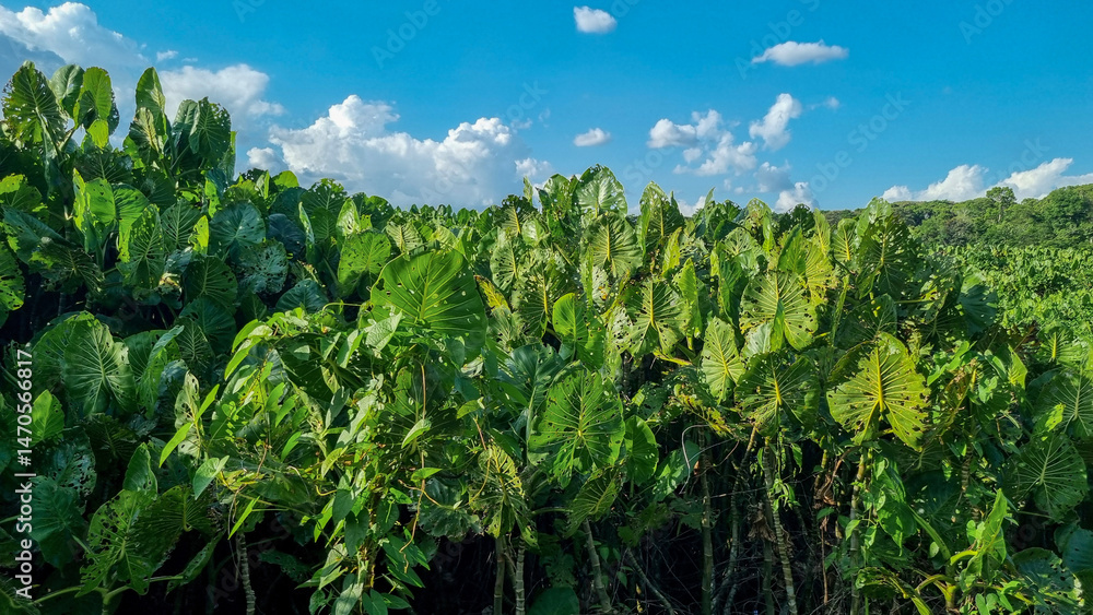 Folhas na floresta Folhas na floresta