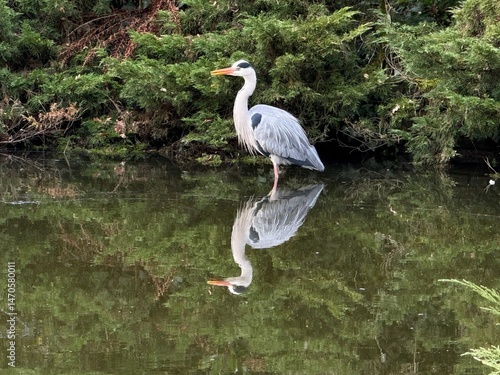 Ardea cinerea. Grey heron on the lake 