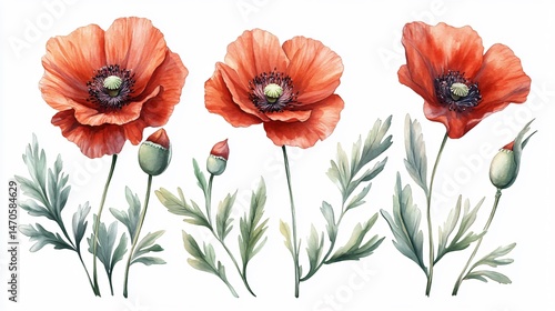 Vibrant Red Poppy Flowers and Leaves on White Background
