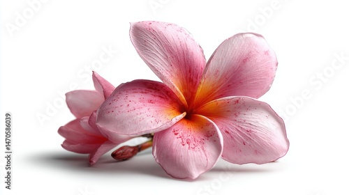 Single pink frangipani flower, delicate and beautiful, isolated on white background