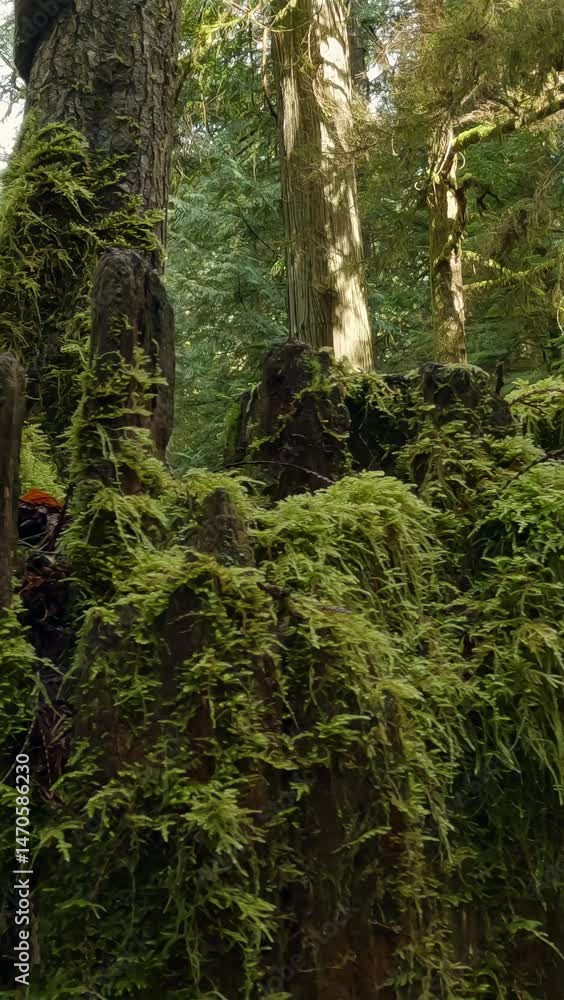 Mossy Tree Stump in a Vancouver Island Forest: A Serene Nature Scene Mossy Tree Stump in a Vancouver Island Forest: A Serene Nature Scene