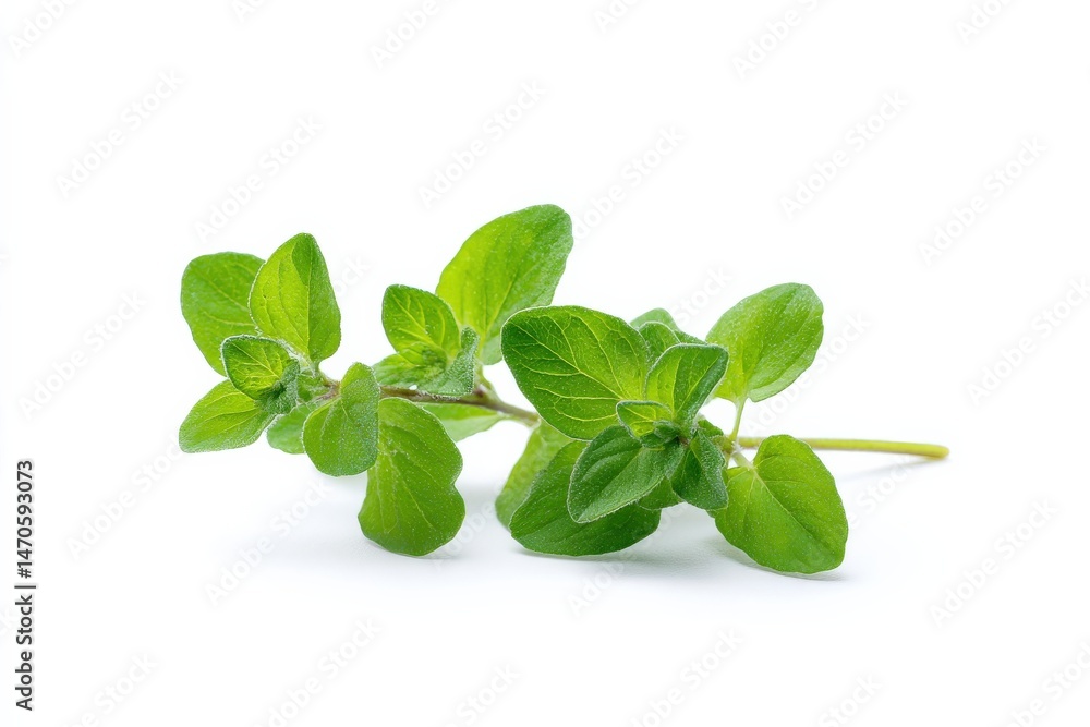 Fresh oregano sprig on white background. Vibrant green leaves. Fresh oregano sprig on white background. Vibrant green leaves.