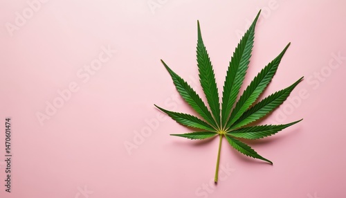 Single cannabis leaf on pink background. Green hemp leaves, medical marijuana plant Cannabis Sativa. Weed legalize concept. Copy space for text or design. Legal weed. Ganja smoking drug culture.