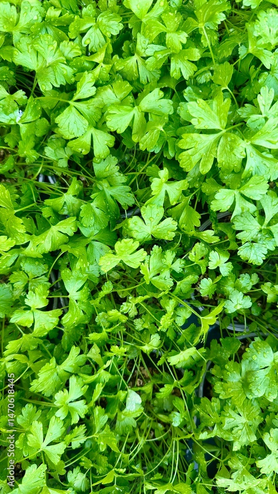 Obraz premium seedlings of aromatic green herbs in spring