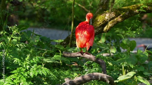 Scarlet ibis, Eudocimus ruber, bird of the Threskiornithidae family, admired by the reddish coloration of feathers, a consequence of crustaceans-based food