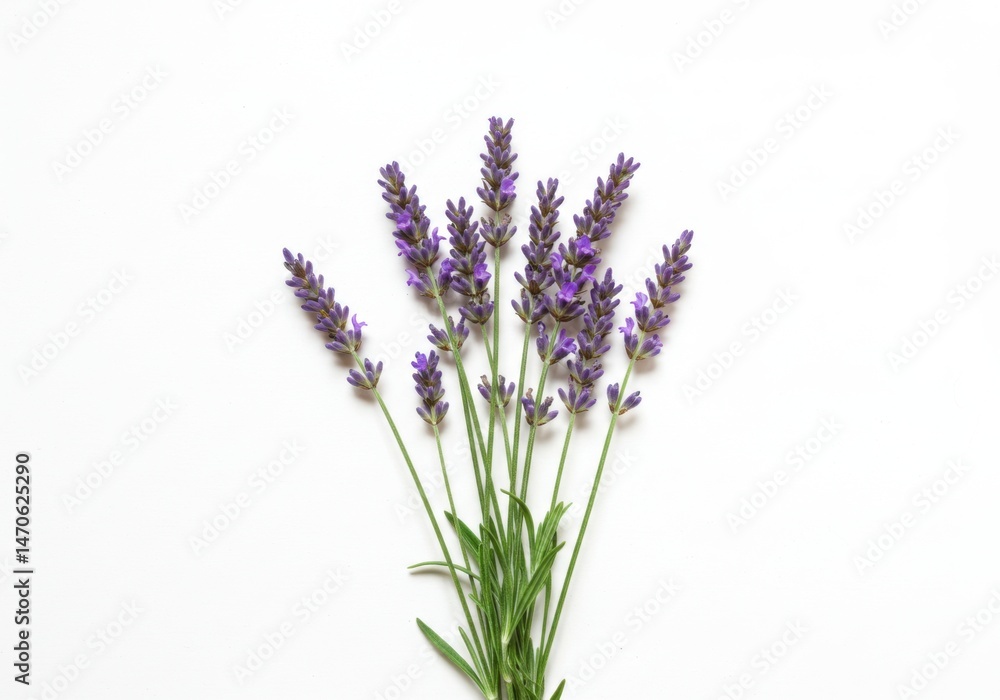 Naklejka premium Lavender floral blossom arrangement